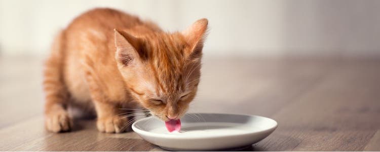 A cat drinks milk from a bowl.