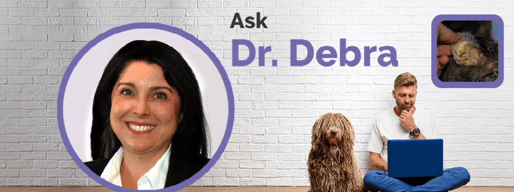 Dr. Debra Primovic discuss possible causes of jaundice in cats, including hepatic lipidosis.