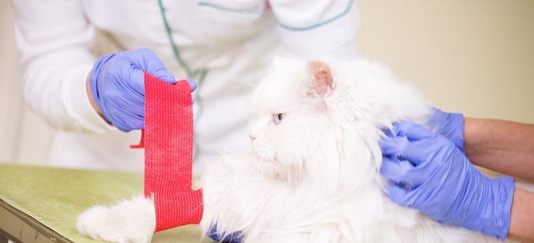 Bandaging your cat if they get an injury.