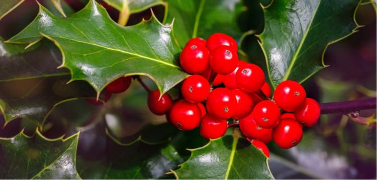Holly berries on a branch.