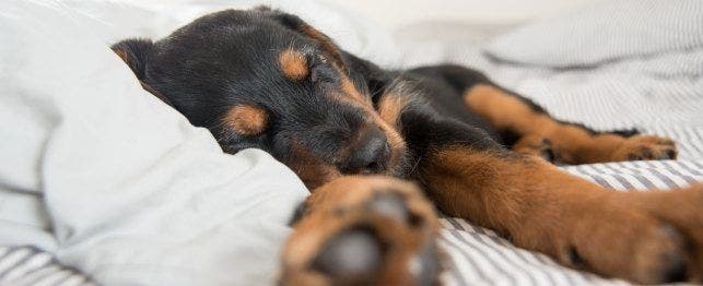 sleep behavior in dogs