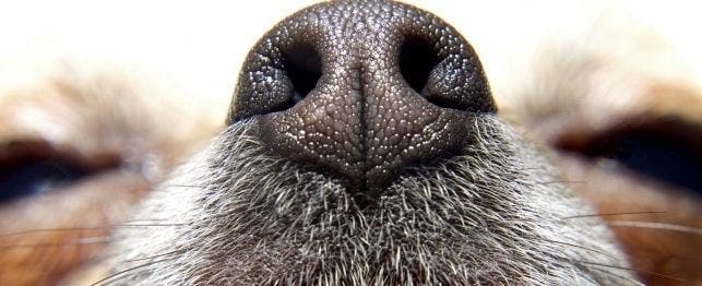 why do dogs smell crotches and butts