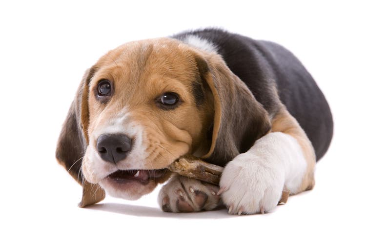 nontoxic items commonly eaten by dogs