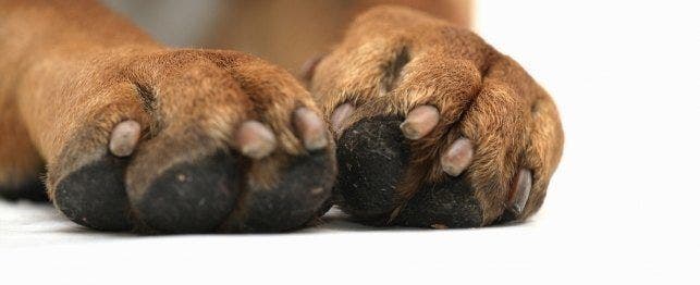 footpad injuries in dogs