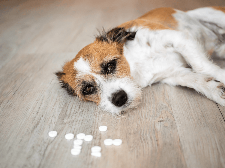 A dog suffering from a prescription overdose lying on its side in front of several loose pills.