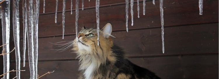 An outdoor cat in danger during the winter months.