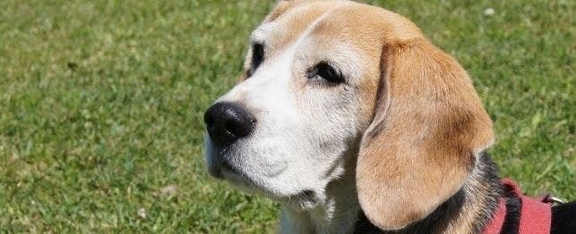 when is a dog considered senior