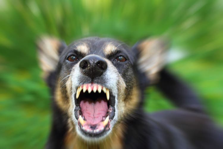 rabies and quarantine in dogs