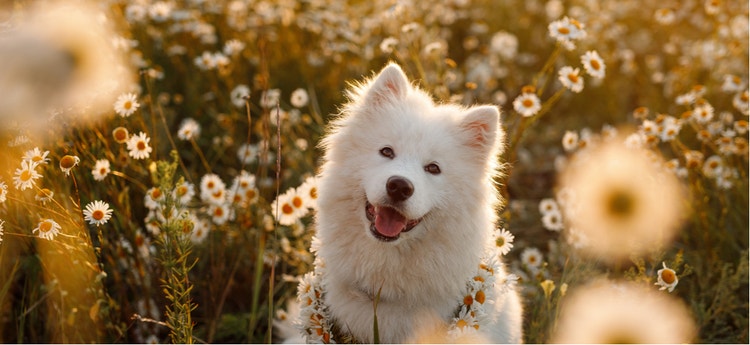 A smiling Samoyed dog in a flower patch.