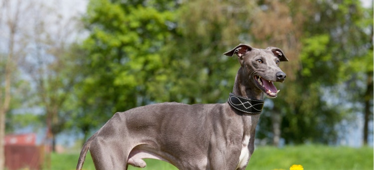 A smiling Italian Greyhound.