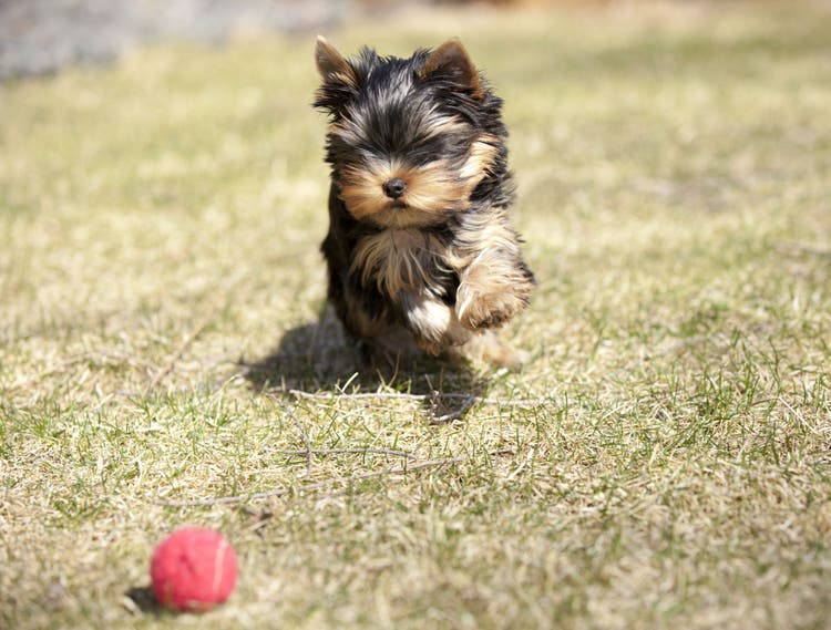 names for playful puppies
