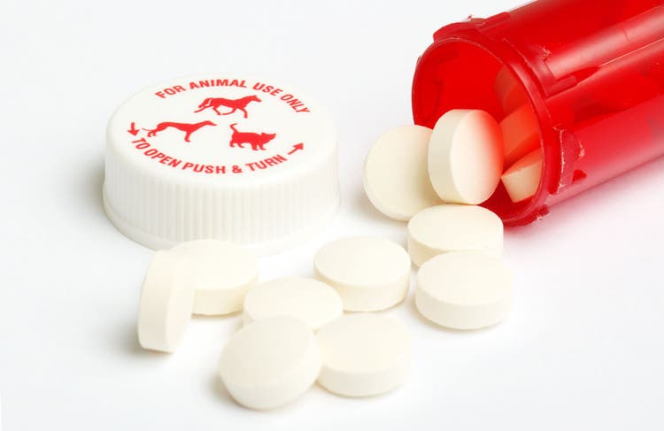 cephalexin for dogs and cats