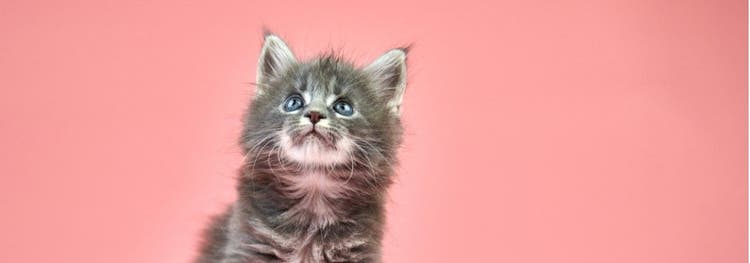 A cat looking up on a pink background.