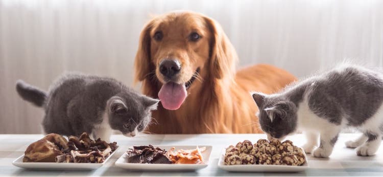 A dog and two cats eating.