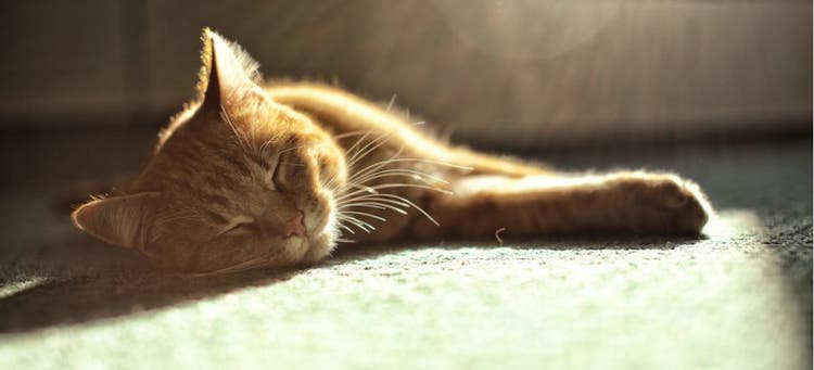 A cat relaxes and naps on the rug.