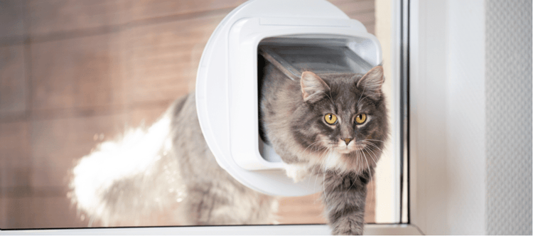 Maine Coon cat enters the house through a cat flap in the window.