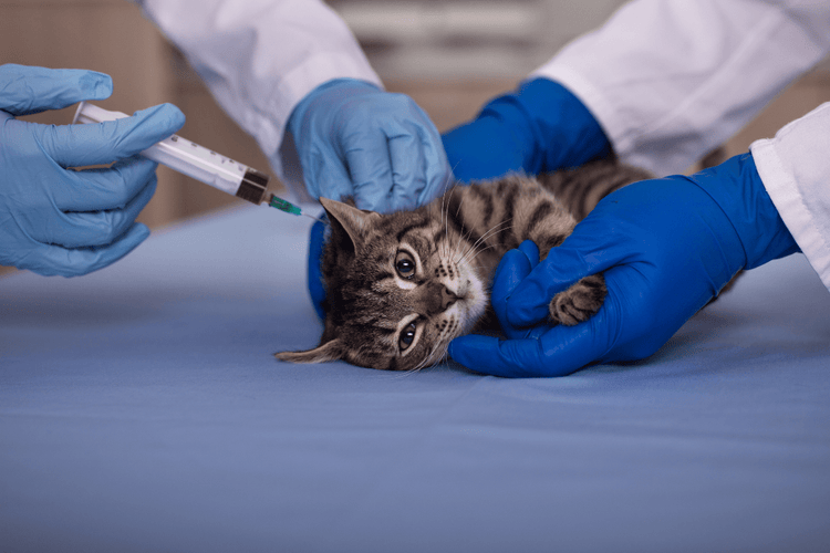 Two gloved veterinarians vaccinate a grey, striped cat.