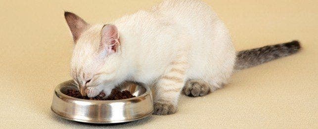 kitten food to adult food