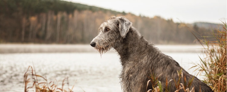 An Irish Wolfhound stares at a body of water.