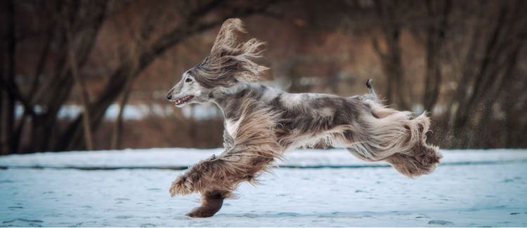 An Afghan Hound running in the snow.