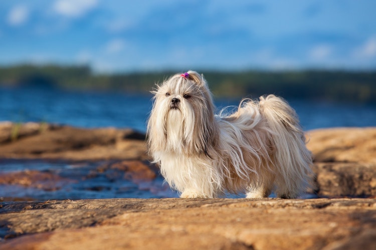 A Shih Tzu stands by a body of water.