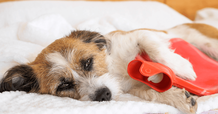 A brown-and-white dog suffering from abdominal pain holds a hot water bottle to its stomach.