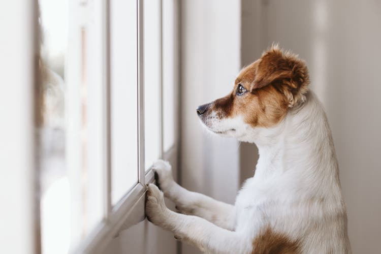 A brown and white dog stares out the window.