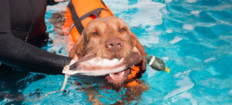 The benefits of hydrotherapy for dogs.