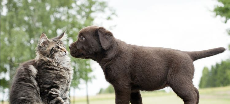A puppy plays with a senior cat.