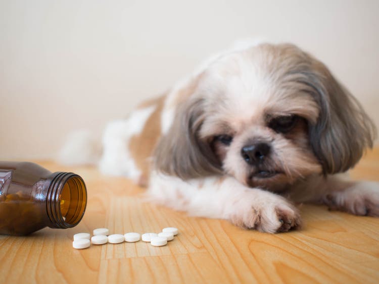 terramycin for dogs and cats