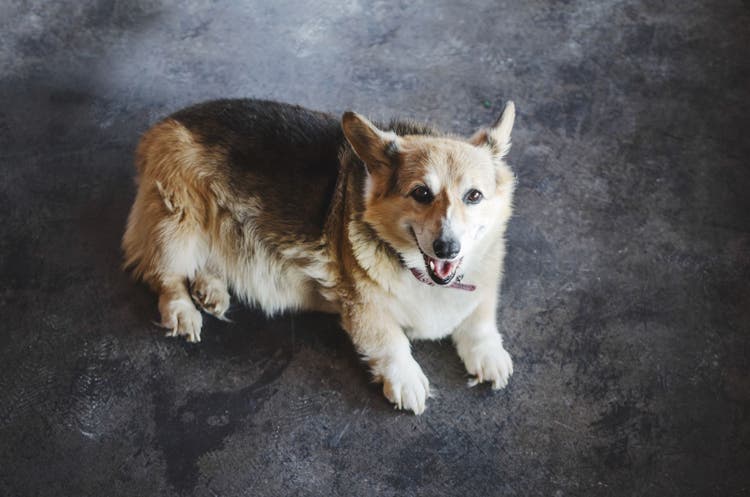 female dog reproductive tract