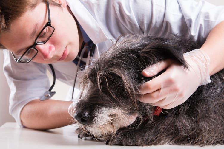 understanding blood work in dogs