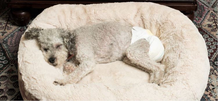 Urinary incontinence affects sick and aging dogs.