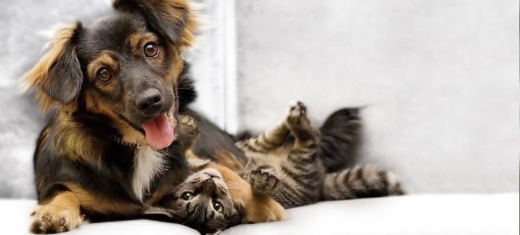 Why do dogs chase cats?