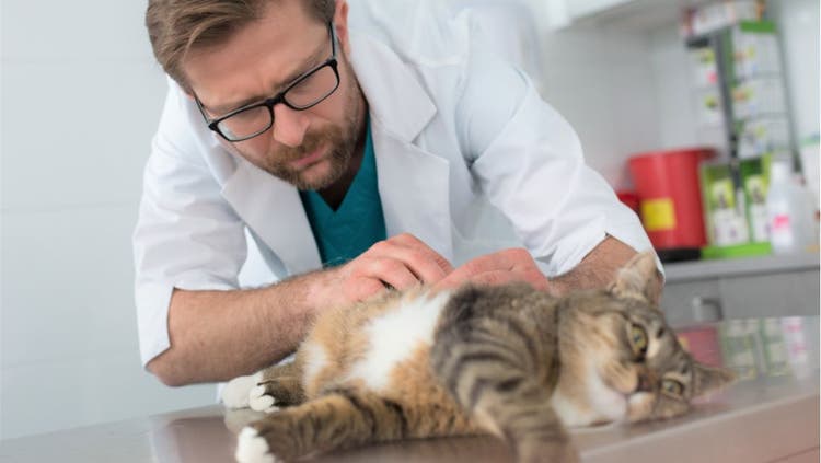 A vet examines a cat's abdomen.