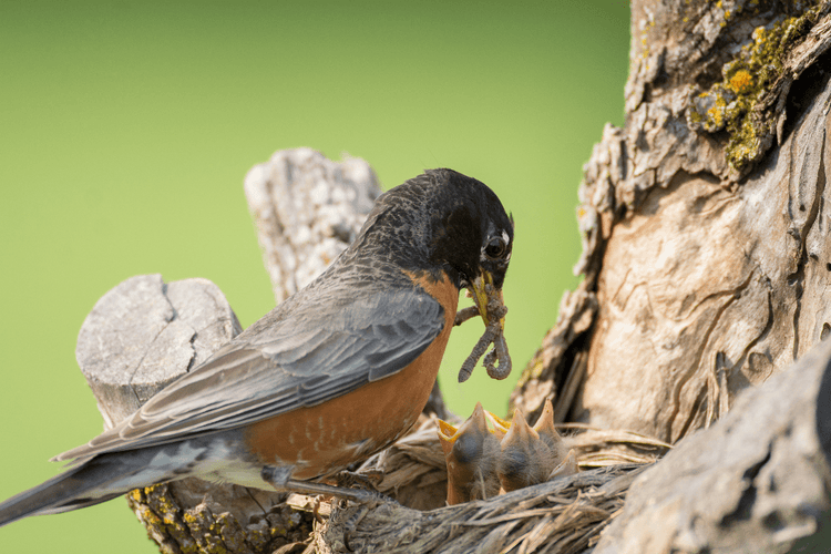 An adult robin prepares to feed a worm to several babies.