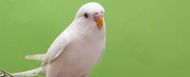 www.petplace.com