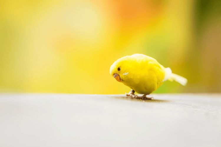 A yellow bird looks down at its feet