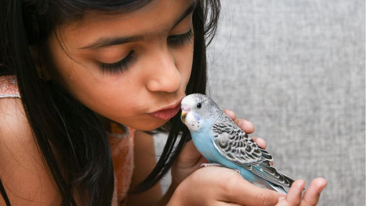 Microchipping Your Bird