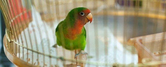 diarrhea in birds