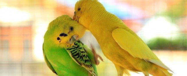 common budgie diseases