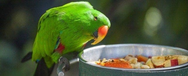 Best foods to feed your parrot