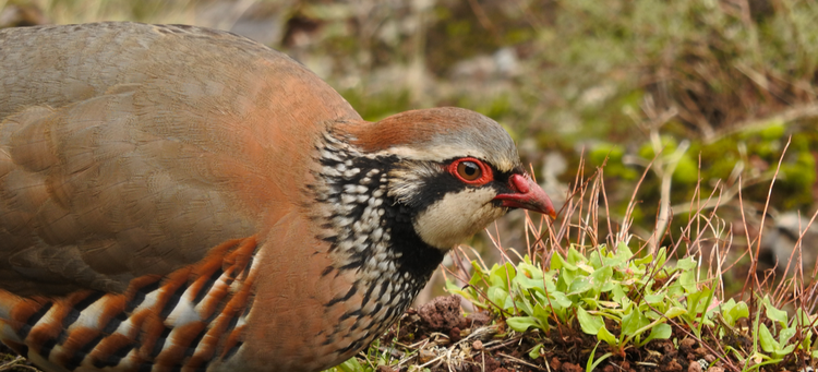 Close-up of a red-legged partridge, one of the birds from The 12 Days of Christmas.