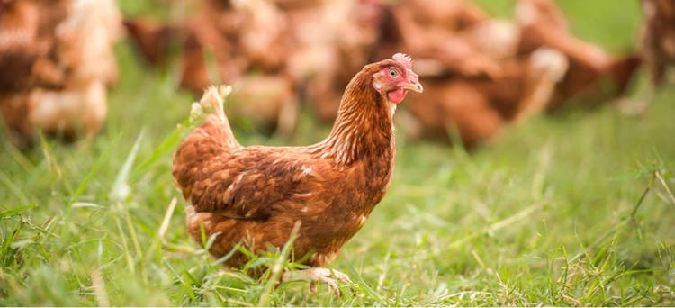 A chicken struts in the grass.