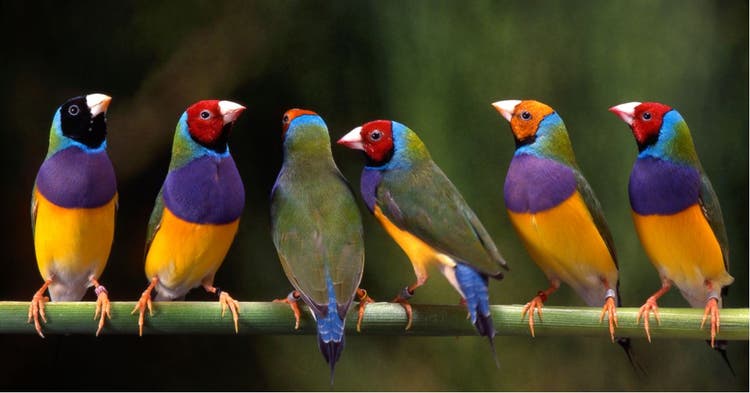 Owning a pet bird is a big responsibility, since birds require care and structure.