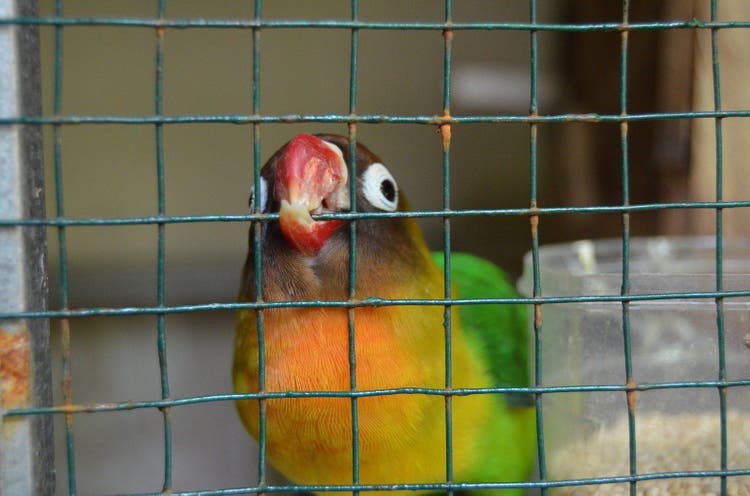 Bird in cage