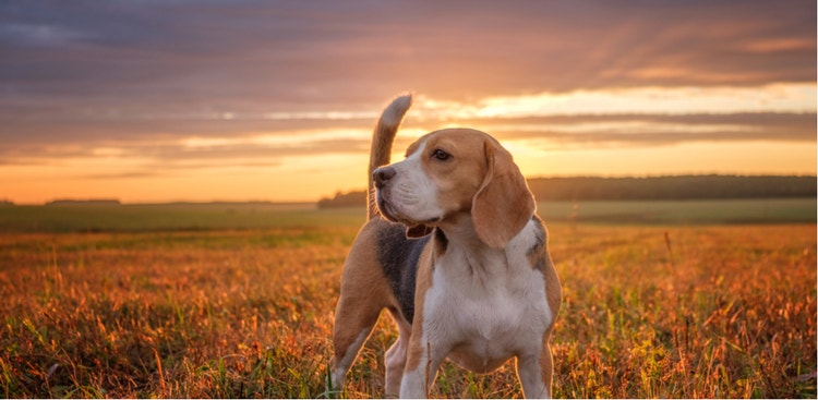 Side-profile of Beagle, looking off into the distance at sunset.