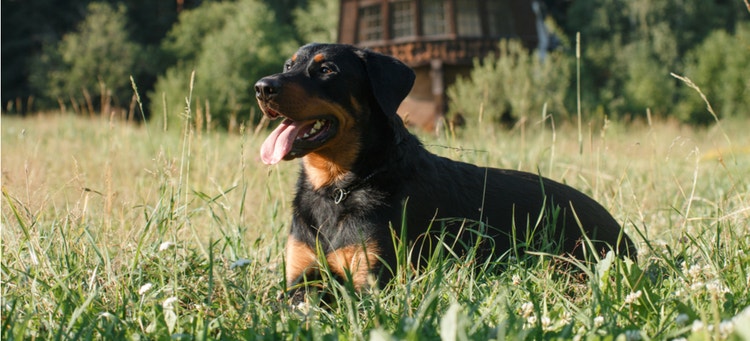 A Beauceron dog sits in the grass.