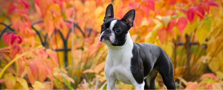 A Boston Terrier poses for a fall-themed photo.