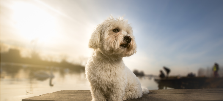 A Coton de Tulear dog sits on the dock by the water.